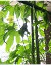自然エネルギーの利用07.jpg