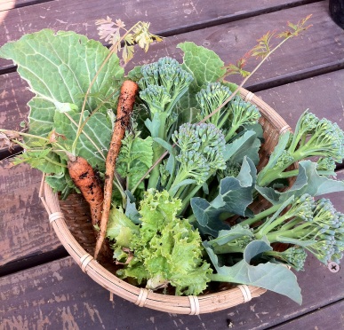 収穫した野菜